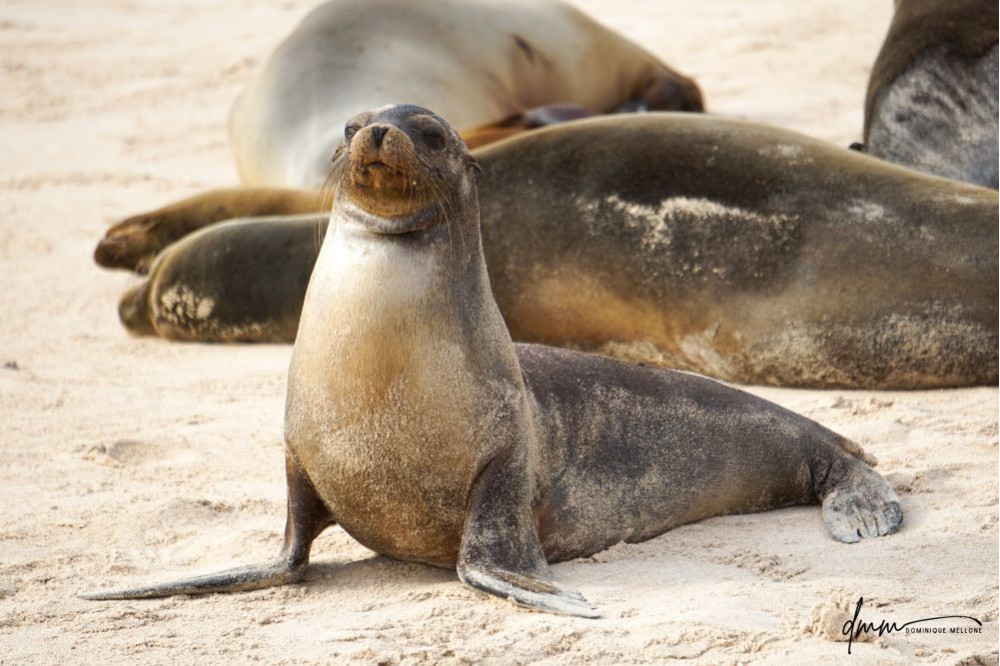 Galápagos Sea Lion 12