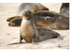 Galápagos Sea Lion 12