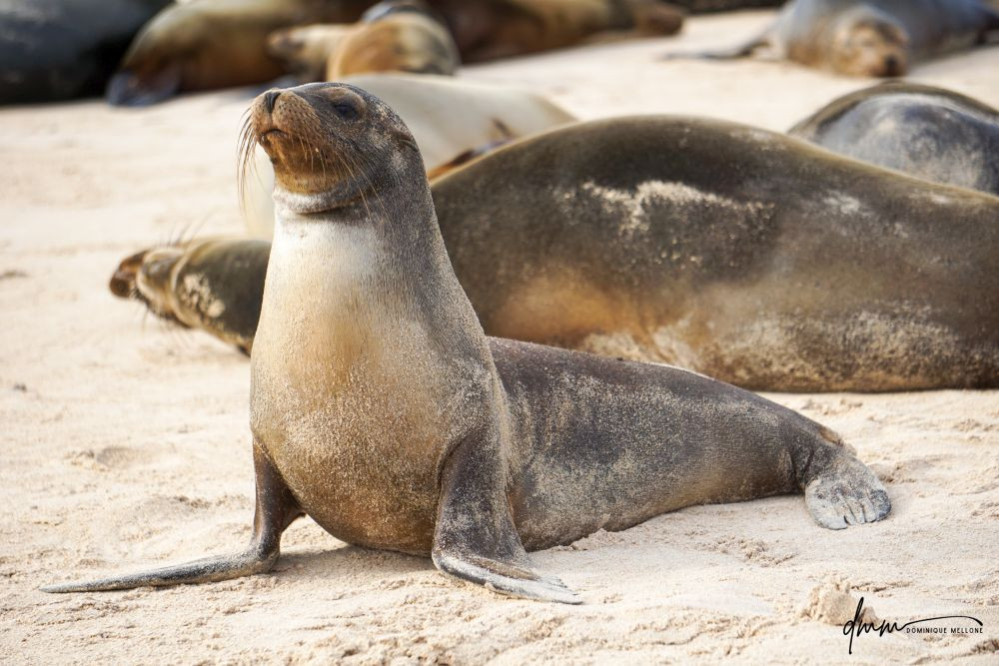Galápagos Sea Lion 13