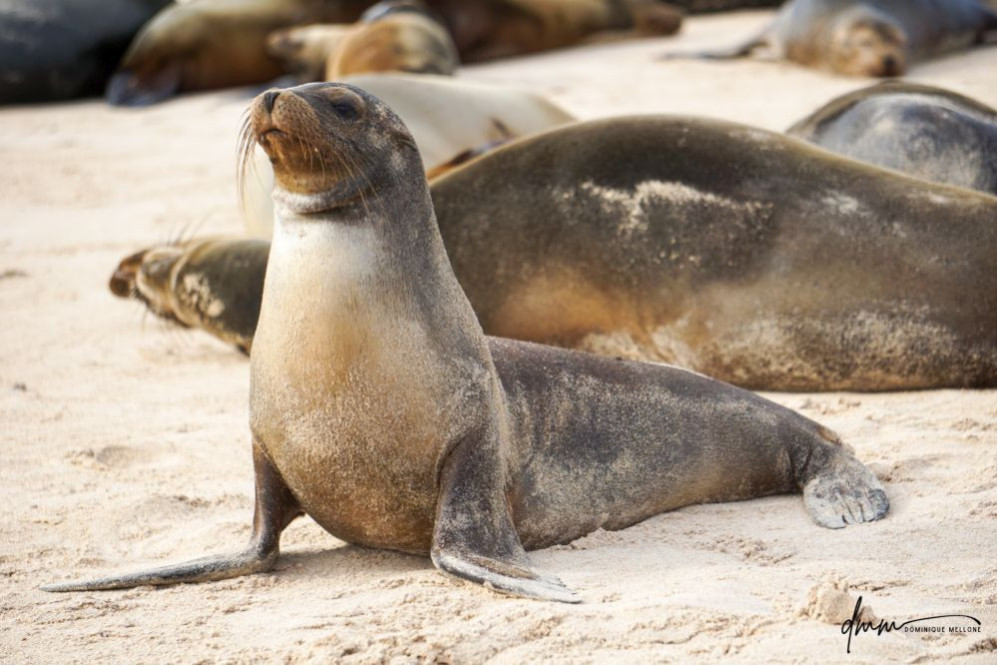 Galápagos Sea Lion 13