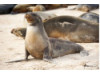 Galápagos Sea Lion 13