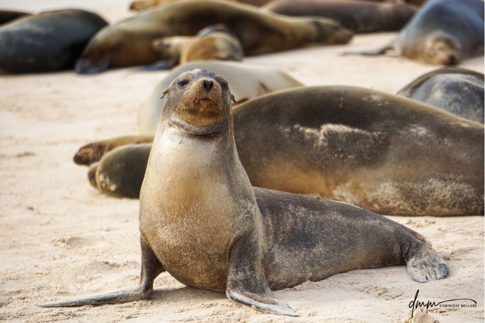 Galápagos Sea Lion 14
