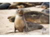 Galápagos Sea Lion 14