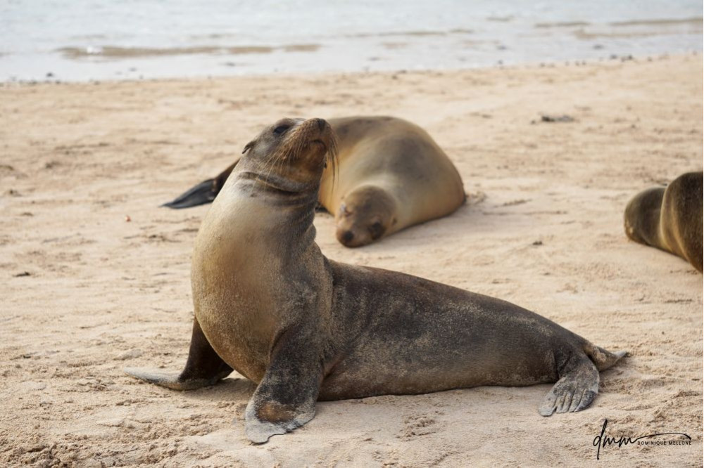 Galápagos Sea Lion 15