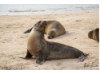 Galápagos Sea Lion 15