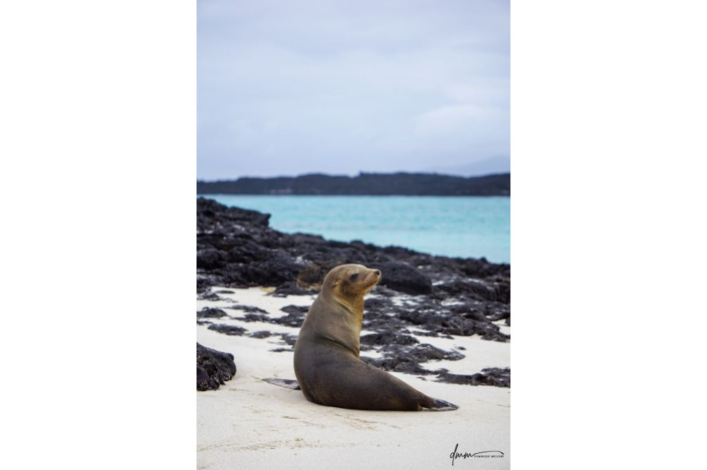 Galápagos Sea Lion 16