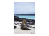 Galápagos Sea Lion 16