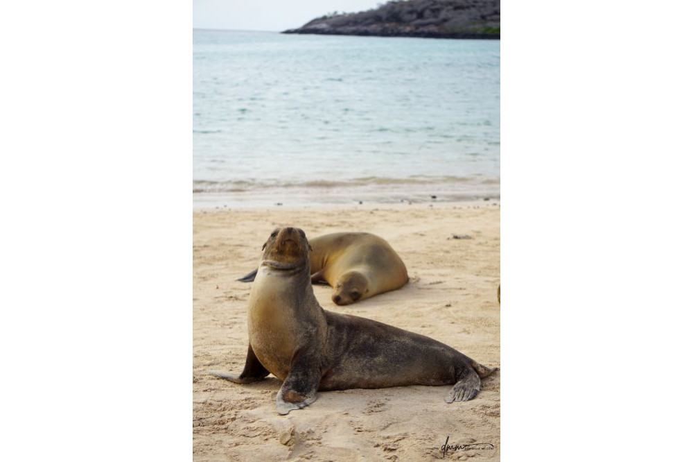 Galápagos Sea Lion 17