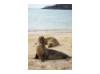 Galápagos Sea Lion 17