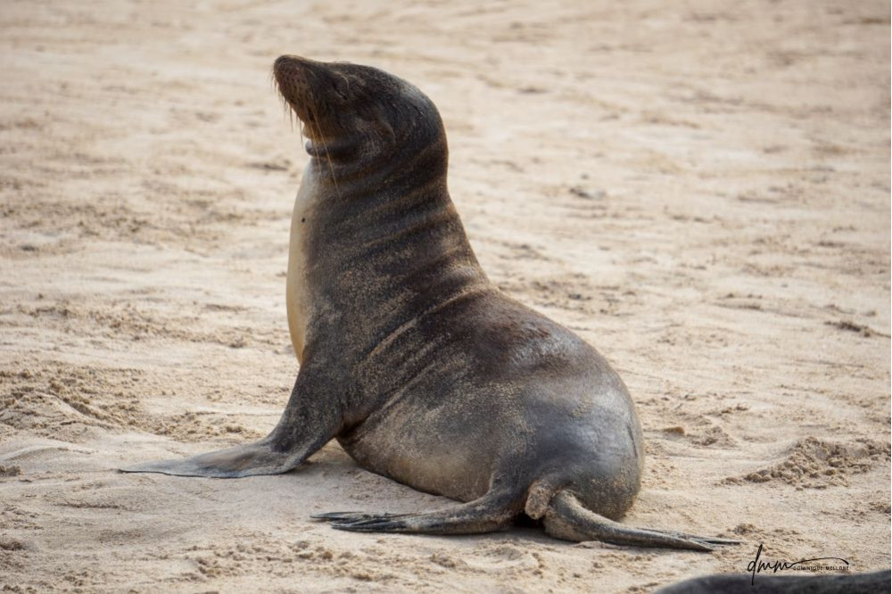 Galápagos Sea Lion 18