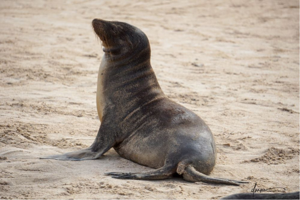 Galápagos Sea Lion 18