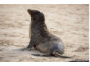 Galápagos Sea Lion 18