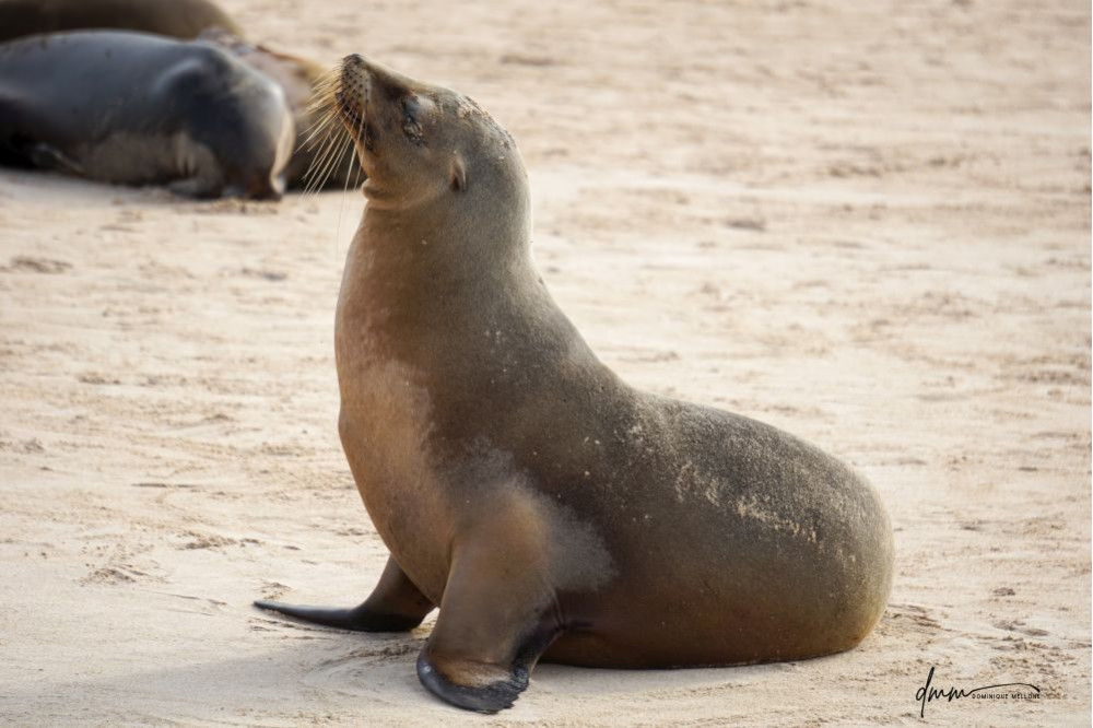 Galápagos Sea Lion 19