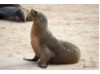 Galápagos Sea Lion 19