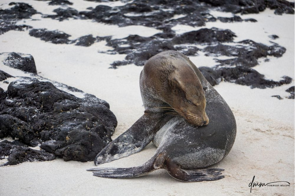Galápagos Sea Lion 2