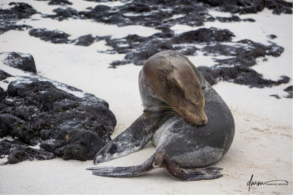 Galápagos Sea Lion 2