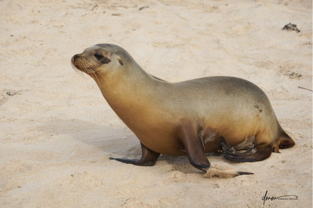 Galápagos Sea Lion 20