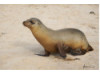 Galápagos Sea Lion 20