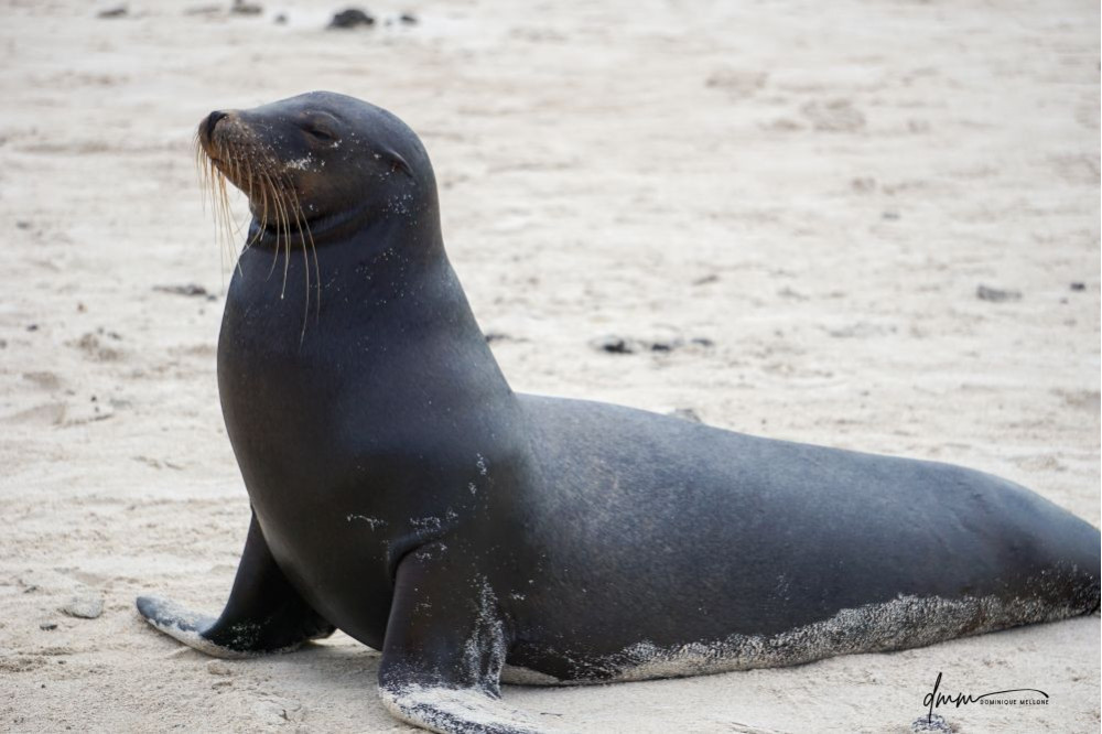 Galápagos Sea Lion 21