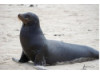 Galápagos Sea Lion 21