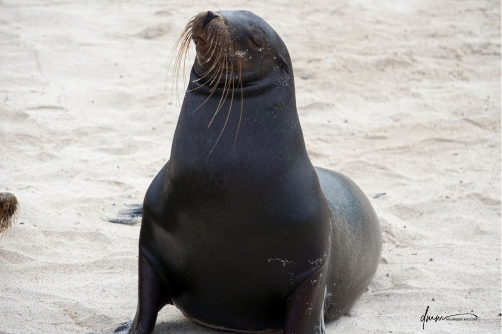 Galápagos Sea Lion 22
