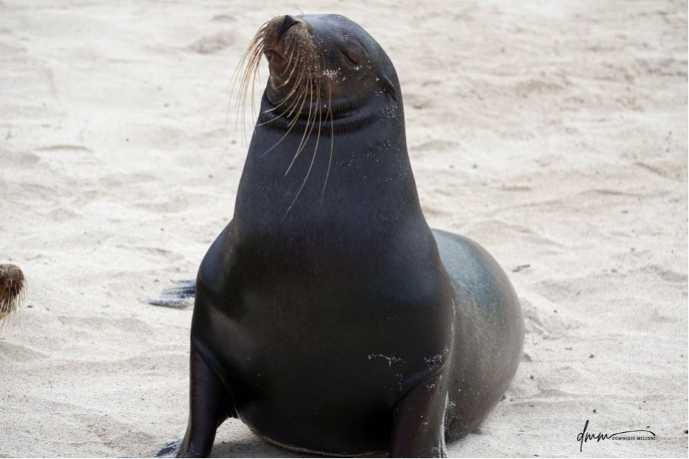 Galápagos Sea Lion 22