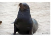 Galápagos Sea Lion 22