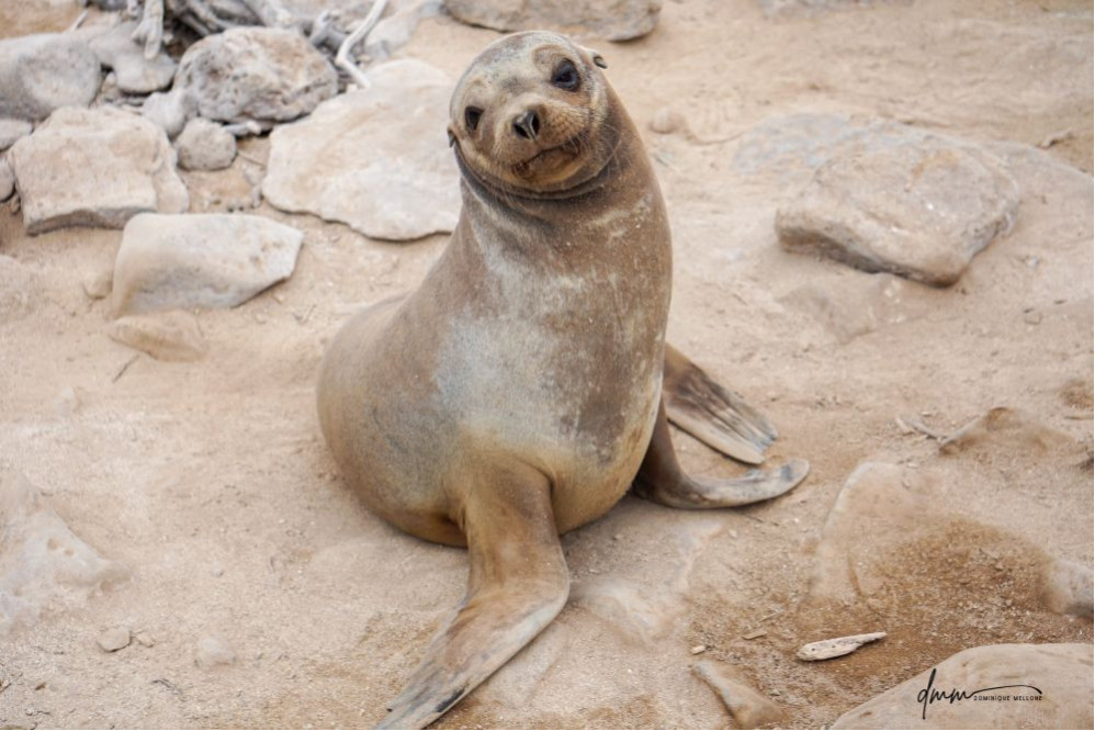 Galápagos Sea Lion 23