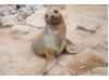 Galápagos Sea Lion 23
