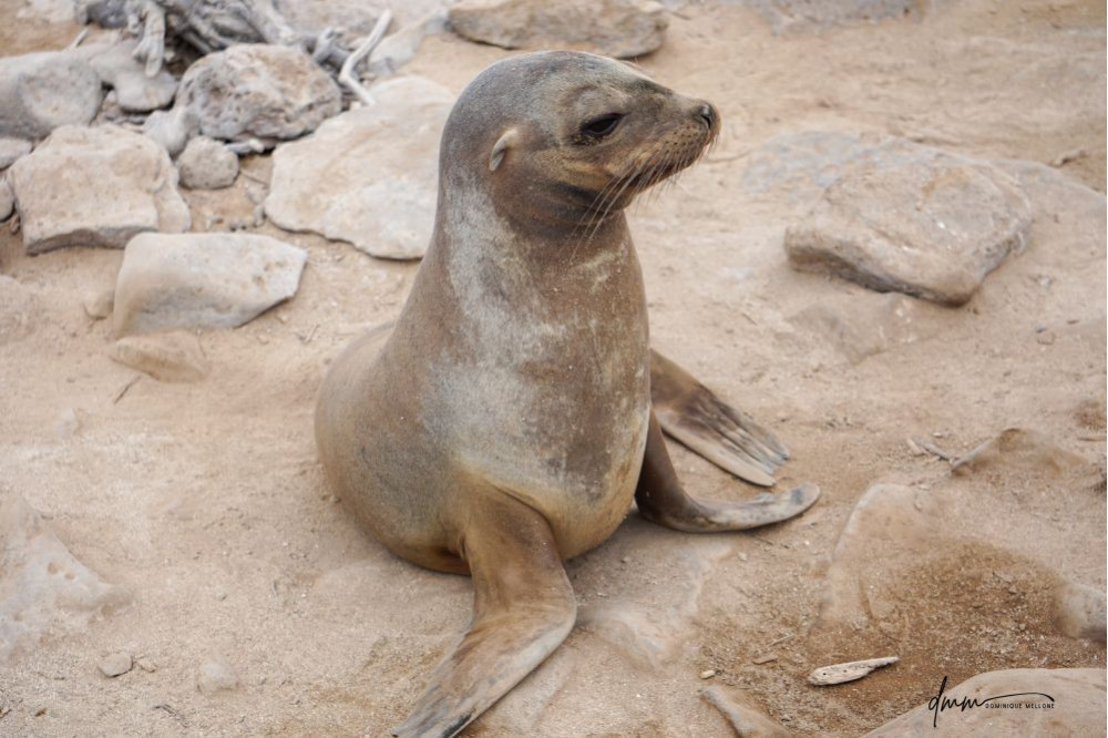 Galápagos Sea Lion 24