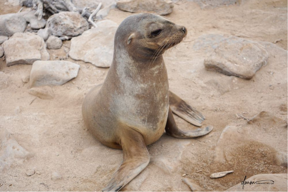 Galápagos Sea Lion 24