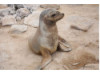 Galápagos Sea Lion 24