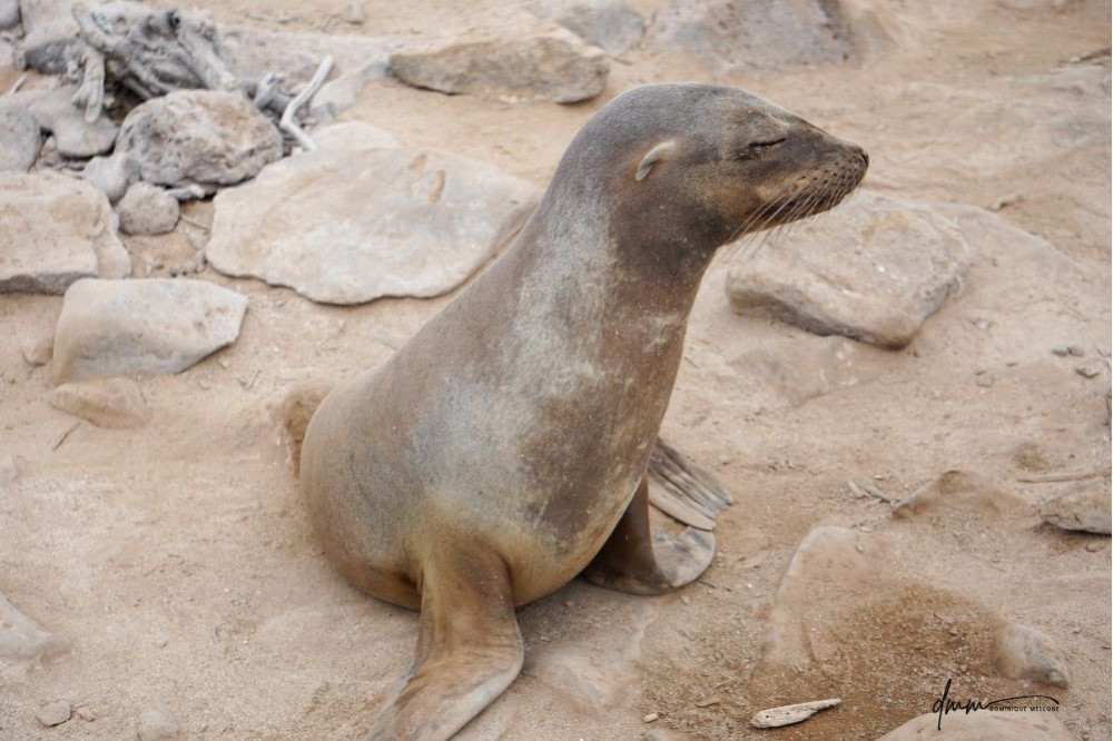 Galápagos Sea Lion 25
