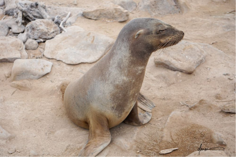 Galápagos Sea Lion 25