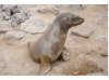 Galápagos Sea Lion 25