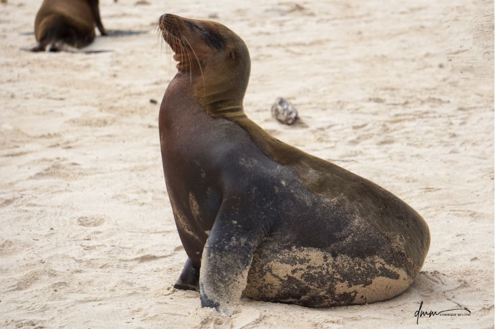 Galápagos Sea Lion 26