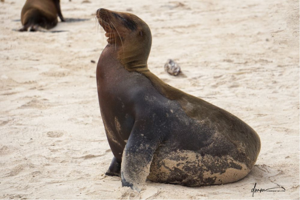 Galápagos Sea Lion 26