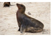Galápagos Sea Lion 26