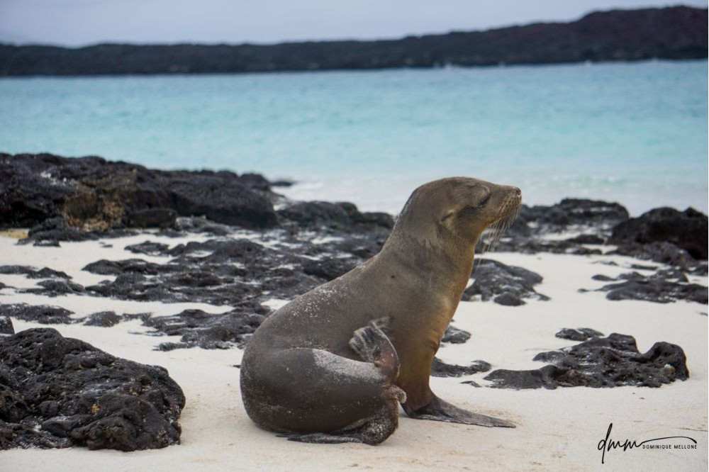 Galápagos Sea Lion 3