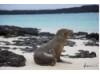 Galápagos Sea Lion 3