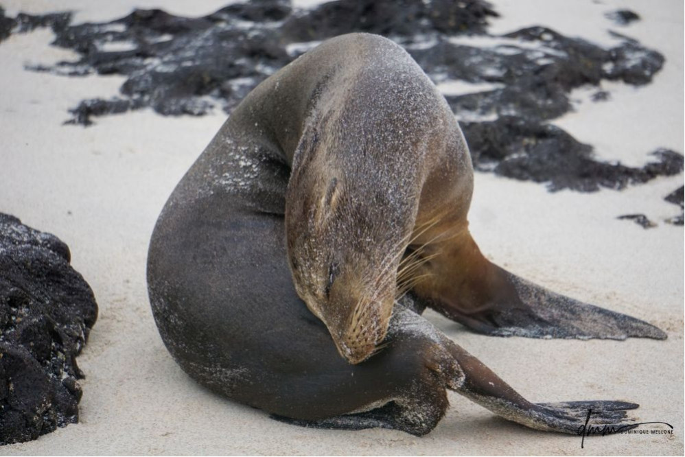 Galápagos Sea Lion 4