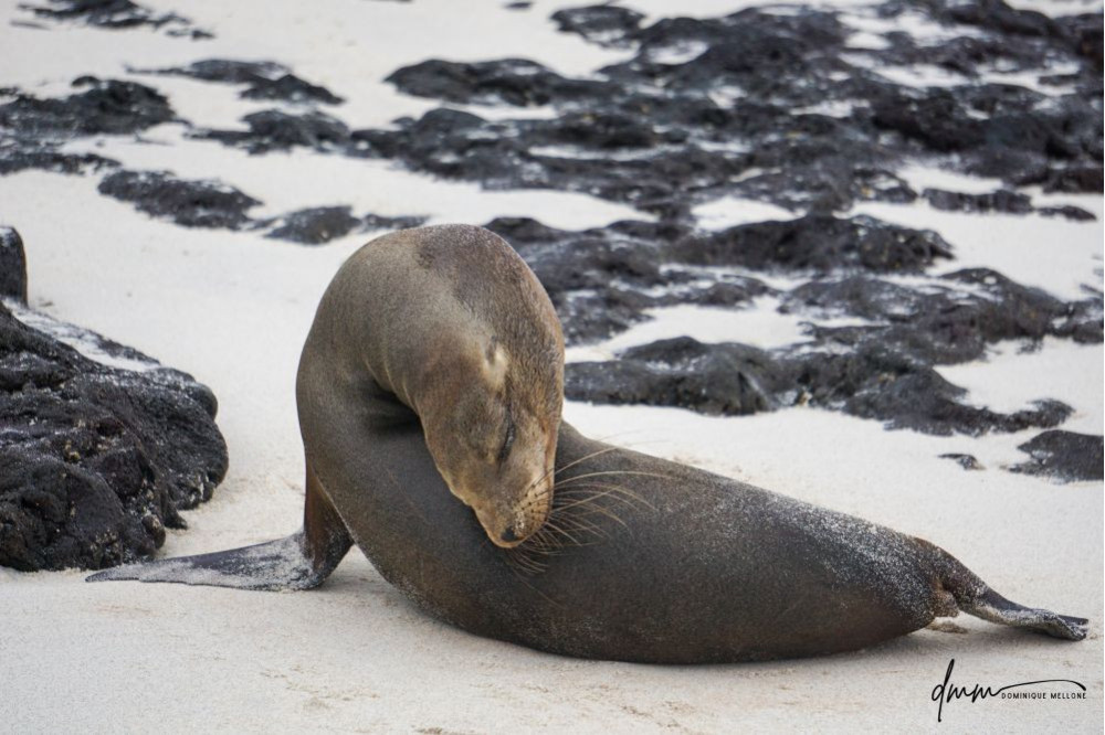 Galápagos Sea Lion 5