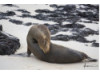 Galápagos Sea Lion 5