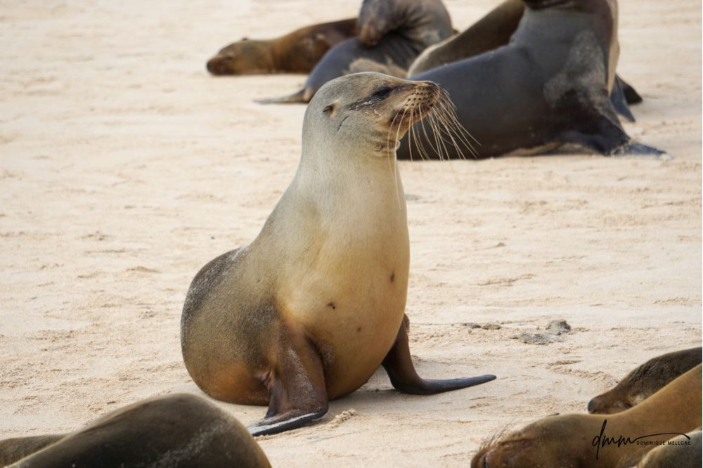 Galápagos Sea Lion 6