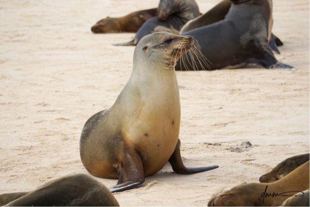 Galápagos Sea Lion 6