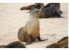 Galápagos Sea Lion 6