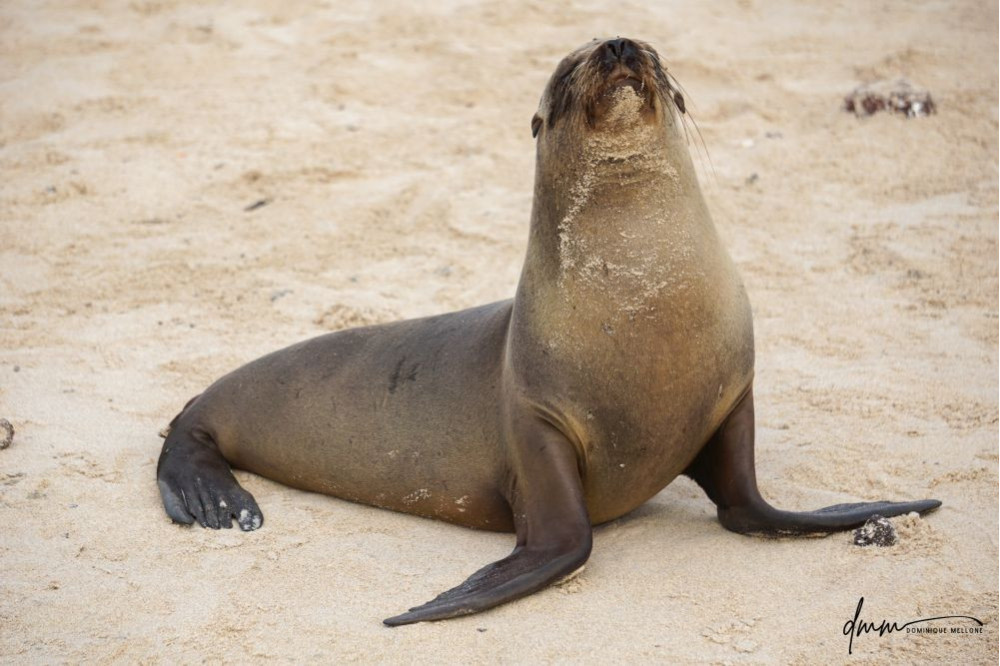 Galápagos Sea Lion 7