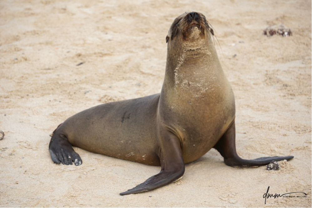 Galápagos Sea Lion 7