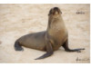 Galápagos Sea Lion 7