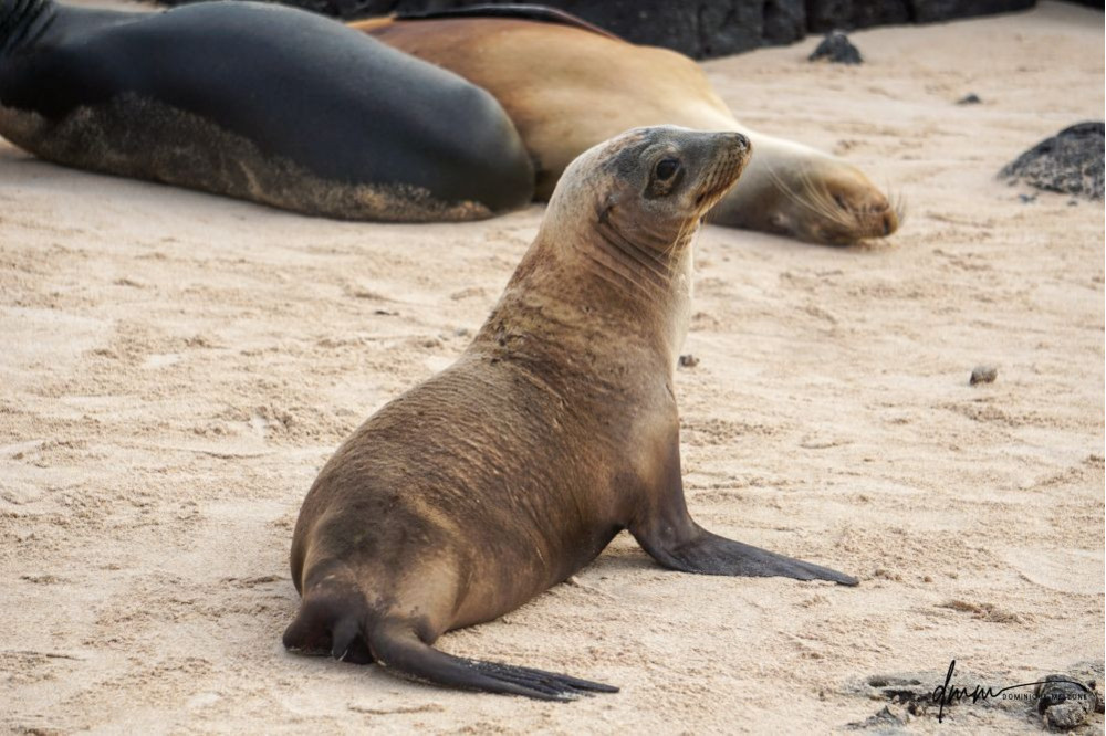 Galápagos Sea Lion 8